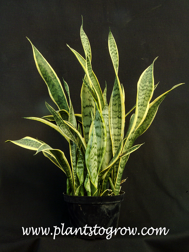 Variegated Snake Plant (Sansevieria trifasciata laurentii) 
A Golden Mothers-in-Law Tongue in an eight inch pot.